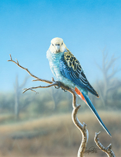 Colourcast
