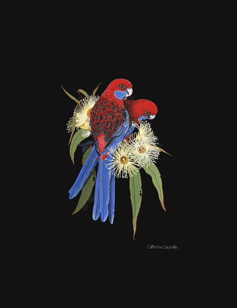 Crimson Rosellas