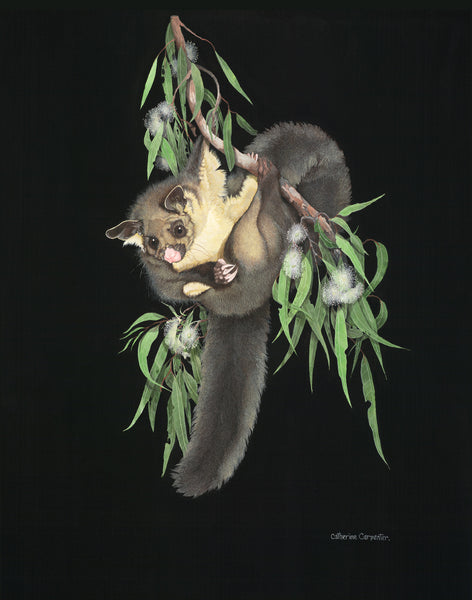 Greater Sugar Glider