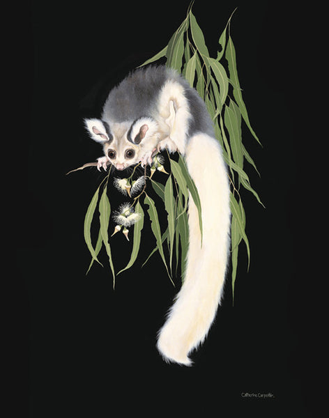 North Queensland Glider