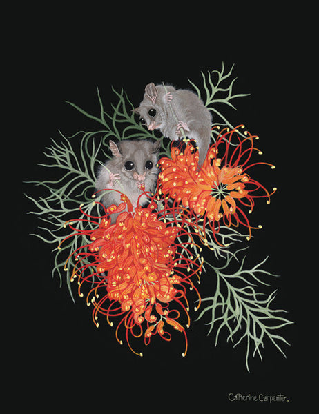 Pygmy Possums