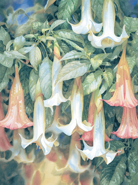 Angels Trumpets