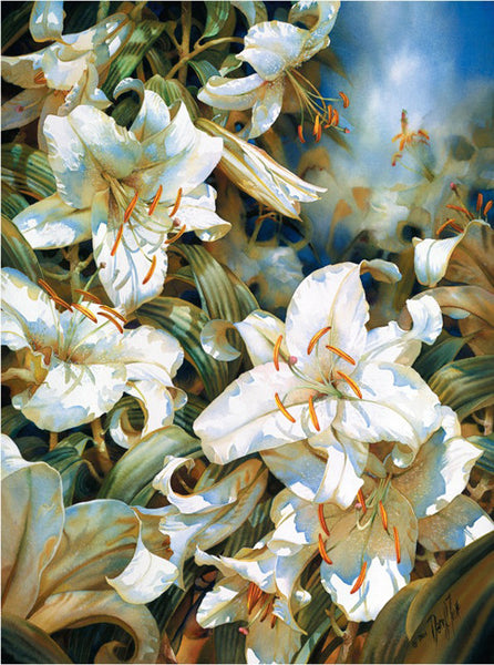 Casablanca Lillies