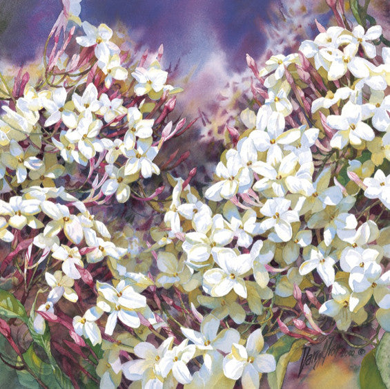 Climbing Jasmine (Almost Sold Out)