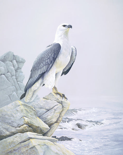 White Breasted Sea Eagle